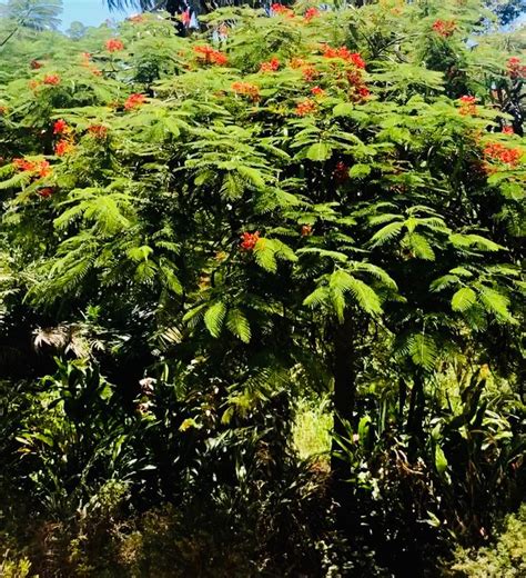 Royal Poinciana Tree In Full Bloom