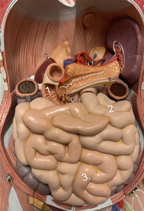 Small Intestine Diagram Quizlet