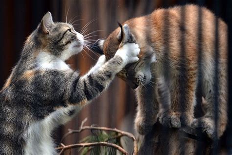 A cat adopts a lynx cub rejected by its mum : r/aww