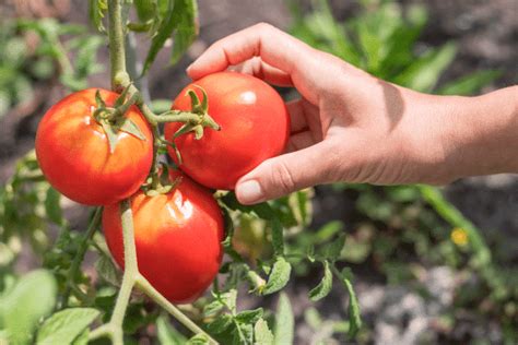 Tomaten Vorziehen Ganz Einfach G Nstig