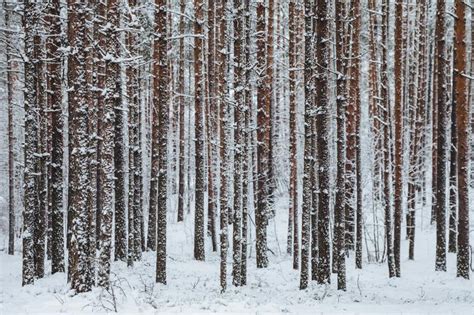 Troncos Bonitos Da Floresta Do Inverno Das Rvores Cobertas A Neve