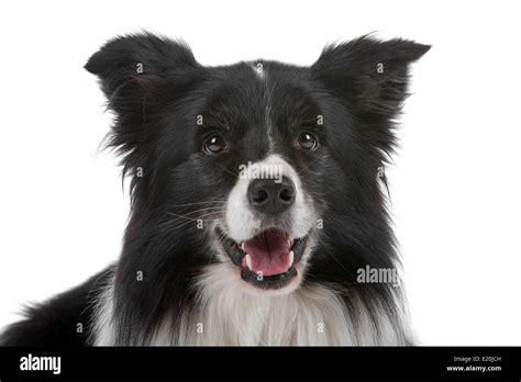 Border Collie Sheepdog Stock Photo Alamy