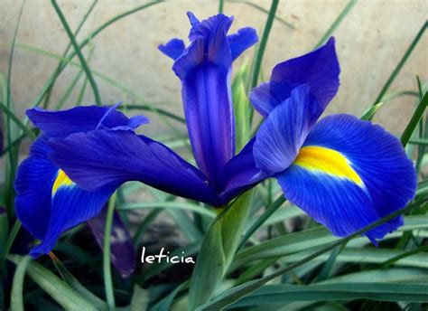 Lirios Iris