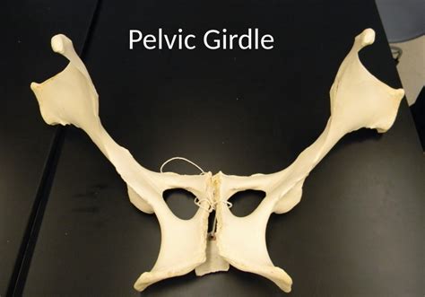 Pelvic Girdle Diagram | Quizlet