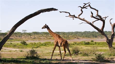 Premium Photo | Baby giraffe in the savannah