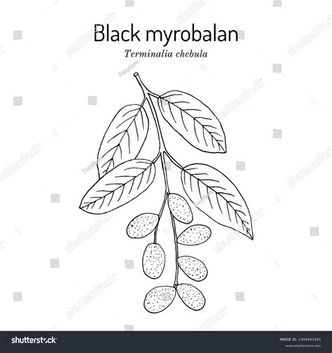 Black Myrobalan Haritaki Terminalia Chebula Medicinal Stock Vector