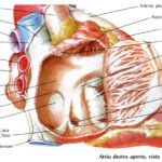 La Vena Cava Superiore E La Vena Cava Inferiore