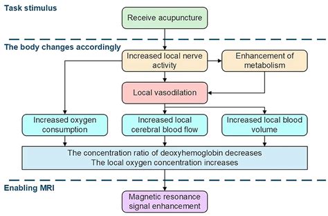 Frontiers Functional Magnetic Resonance Imaging Providing The Brain