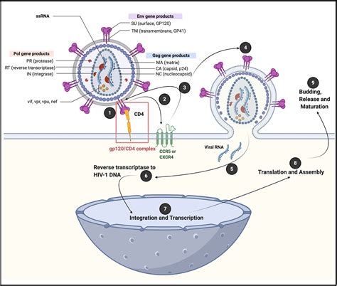 Frontiers Platelets In Hiv A Guardian Of Host Defence Or Transient