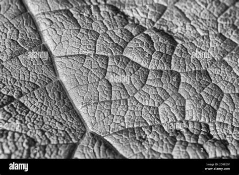 Black White Macro Close Up Leaf Detail Of Greater Burdock Arctium