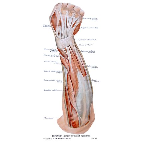 U Br Columbia Drawing Extensor Aspect Of Right Forearm English