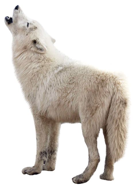 Hq Wolf Png Transparent Wolf Png Images Pluspng