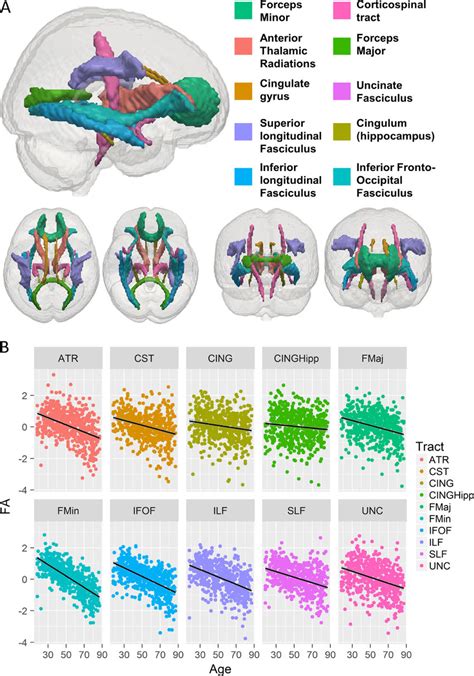 A All Ten White Matter Tracts Used In Our Analysis Based On The Jhu