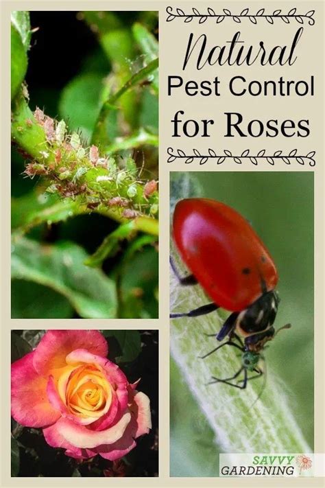 Rose Pests Identification And Organic Controls For The Landscape Planting Roses Garden Pests