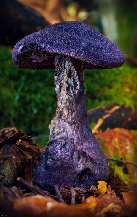 Cortinarius Violaceus By Peter Pier In Stuffed Mushrooms