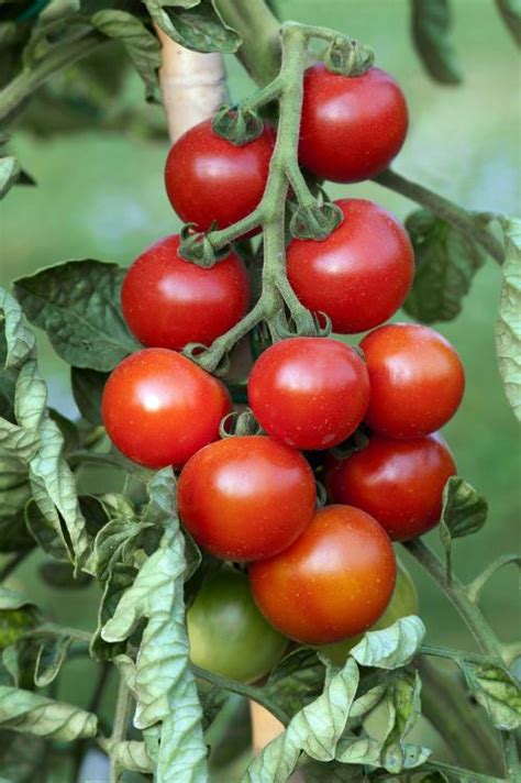 Plant de tomate cerise DÉLICE DU JARDINIER Jardin du Ciel Bordeaux