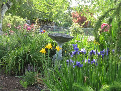 Iris Peony And Poppy Garden Design Plants Peonies