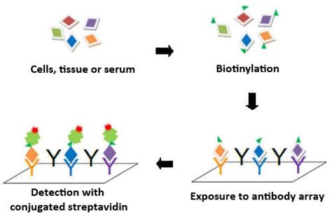 Antibody Array Protocol Aviva Systems Biology Avivasysbio