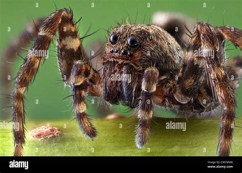 Wolf Spider Macro Shot Stock Photo Alamy