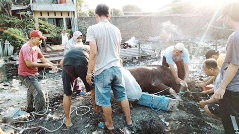 Minamas Plantation Donasikan 162 Ekor Sapi Hewan Kurban Kepada