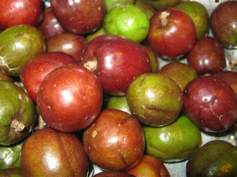 Jocote Spanish Plum Facts And Health Benefits