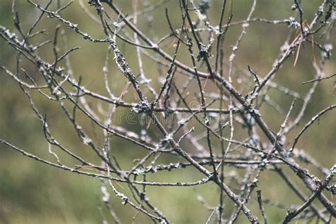 Naked Tree Branches In Late Autumn With No Leaves Vintage Retro Film Look Stock Photo Image