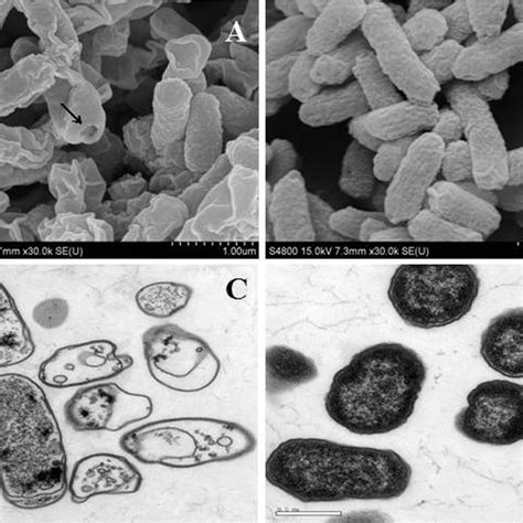 (PDF) Evaluation of protective efficacy of a novel inactivated ...