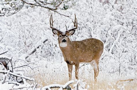 White Tail Deer Buck In Snow Stock Image C0287489 Science Photo