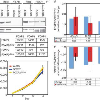 Foxp And Foxp Chimp Differentially Transactivate Target Promoters