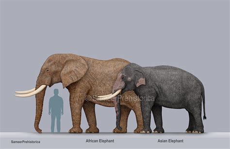 African Elephant and Asian Elephant Size by SameerPrehistorica on ...