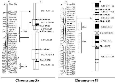 Genetic Linkage Maps Of Chromosomes A And B Showing The Location Of