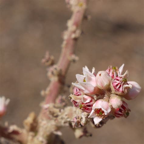 BOSWELLIA BOTANICALS IL PORTALE SULL UTILIZZO DELLE PIANTE MEDICINALI