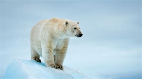 L'ours polaire, une espèce prioritaire | WWF France