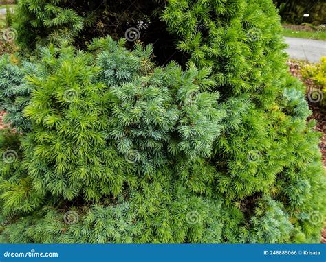 White Spruce Canadian Spruce Or Skunk Spruce Picea Glauca Moench Voss