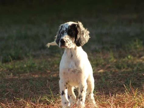 Vendre Chiots Setters Anglais Lof Petite Annonce Chien