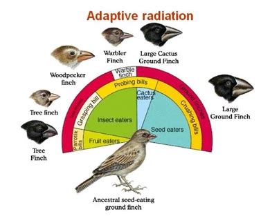 Adaptive Radiation W Schools