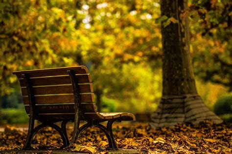 Wallpaper Sunlight Trees Forest Fall Nature Grass Wood Green