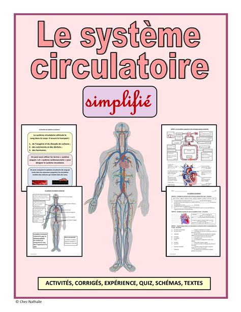 5 systèmes du corps humain simplifiés Grade 5