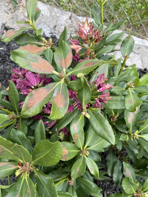 Brown Spots On Rhododendron Rplantclinic