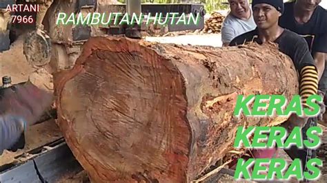 SAWMILL WOOD KAYU RAMBUTAN HUTAN MEMANG KERAS SIMAK TRUS GAESS