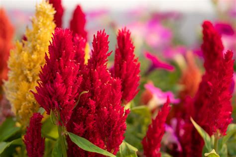 Fall Annuals Perennials Weston Nurseries