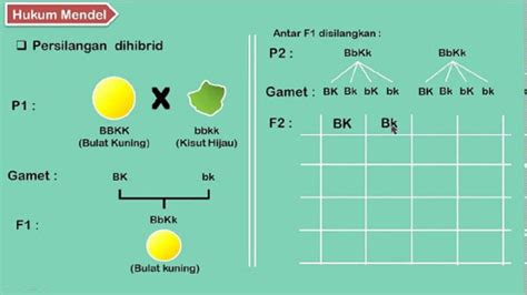 perbedaan monohibrid  dihibrid  ilmu genetika