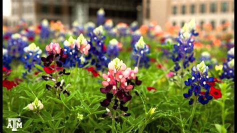 Flowers Types Bluebonnet Best Flower Site