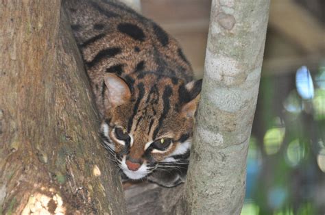 Philippine Wild Cat