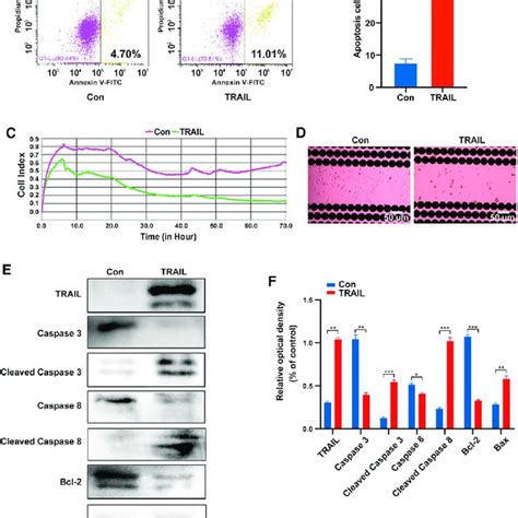 The Effects Of Synthetic Trail Mrna On Dbtrg Luc Glioma Cells A And B