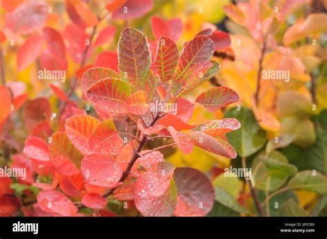 Wig Shrub Cotinus Coggygria Young Lady Perueckenstrauch Cotinus