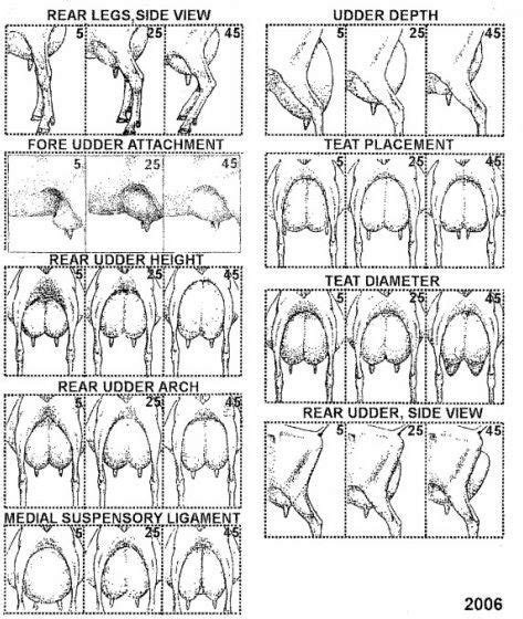 Diagram Of Goat Udders Good Best Bad This Is A Great Visual Goats