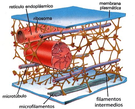 Biologia Celular Timeline Timetoast Timelines