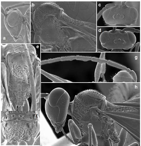 Detalles Morfológicos De Acanthaegilips Colombiensis N Sp A B C Download Scientific