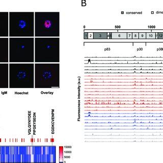 Igm Epitope Mapping A Representative Indirect Immuno Fluorescence